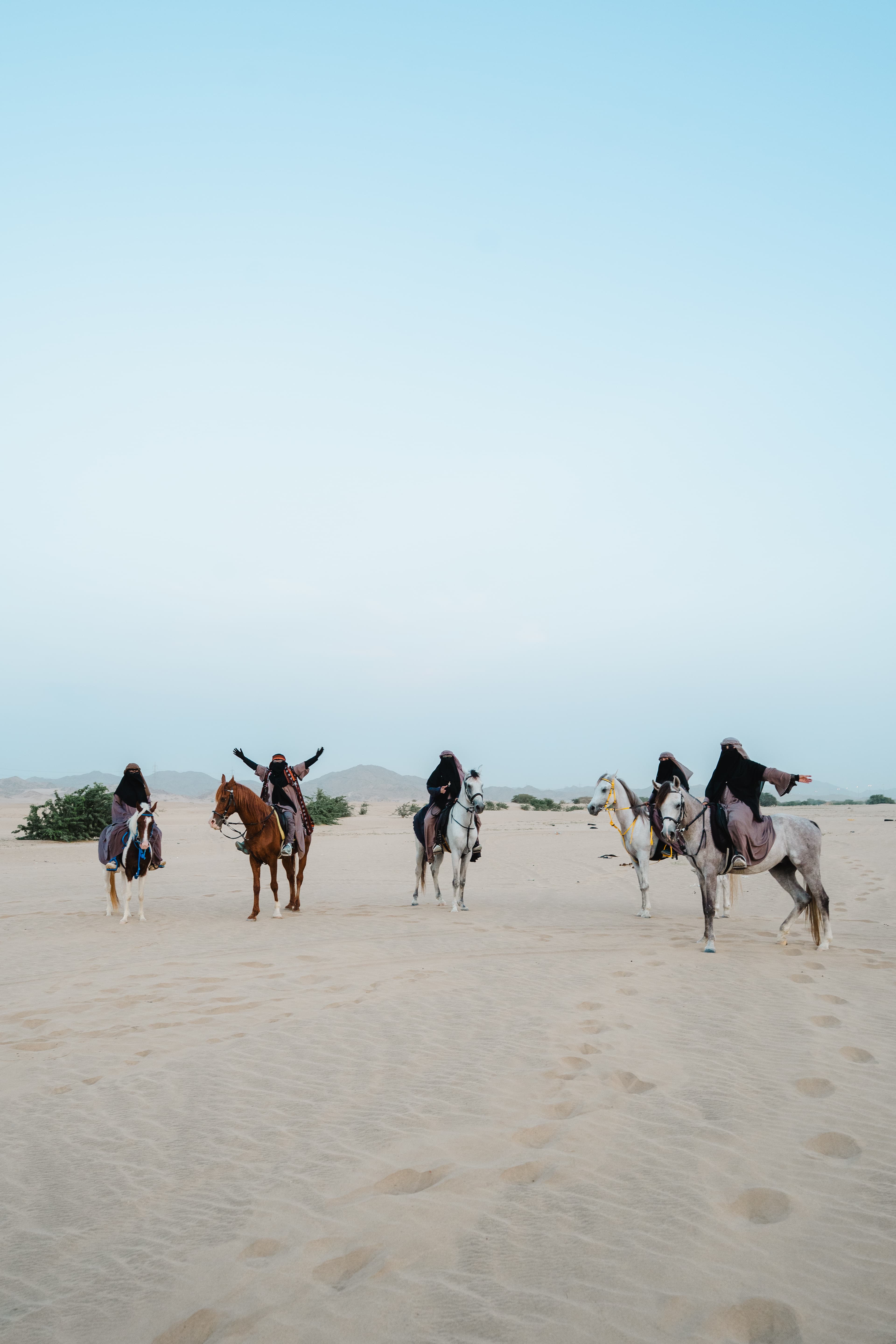 Kuda Arab — Keanggunan Mandiri